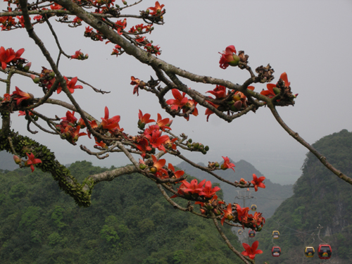 Chùa Hương mùa lễ hội